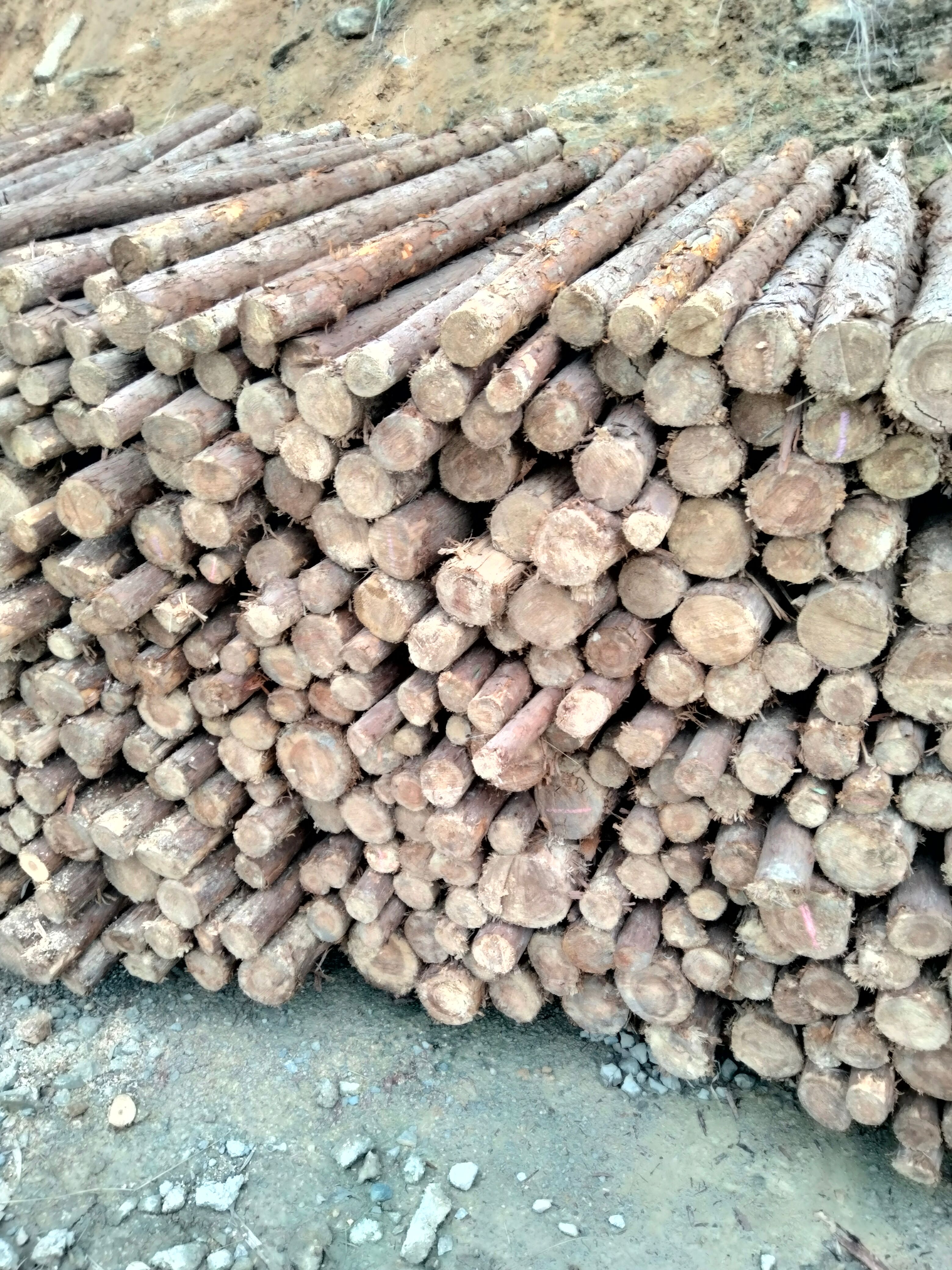 木材 香杉